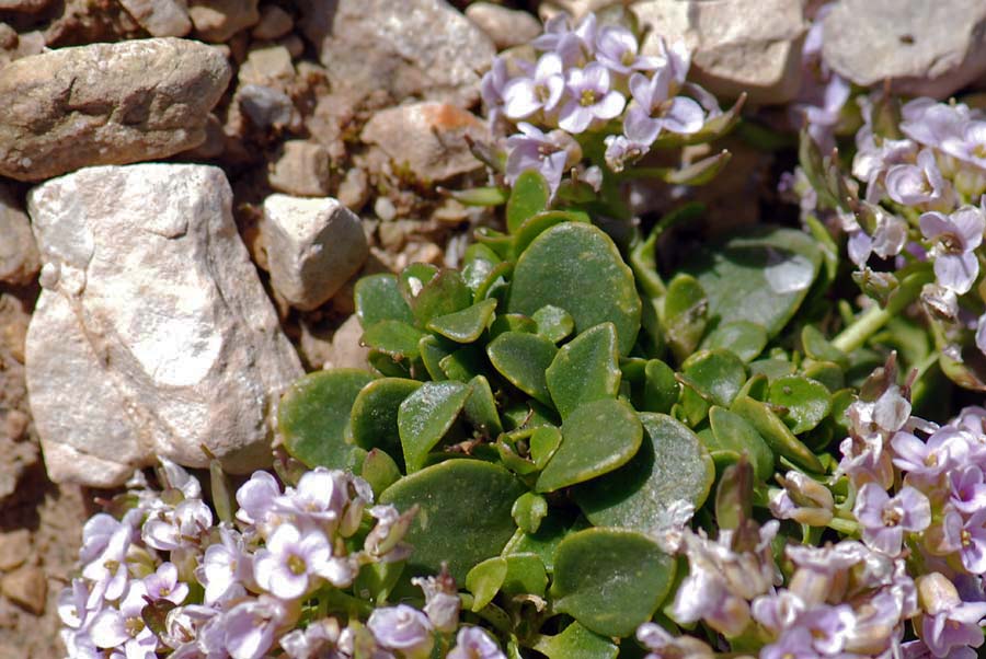 Noccaea rotundifolia (=Thlaspi rotundifolium) / Tlaspi a foglie rotonde